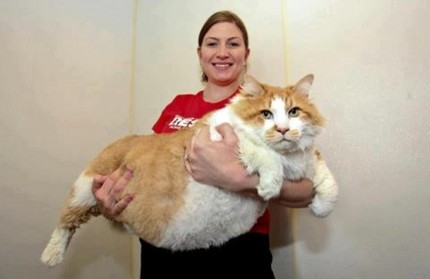 17kgの猫