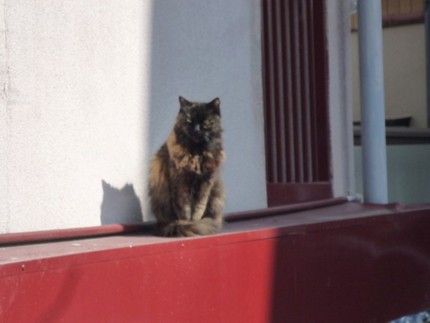 襟巻猫
