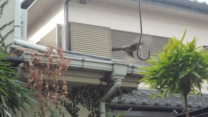 ナイスキャッチ！