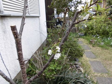 やっと咲きました