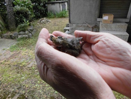 スズメの雛？と思っていましたが...
