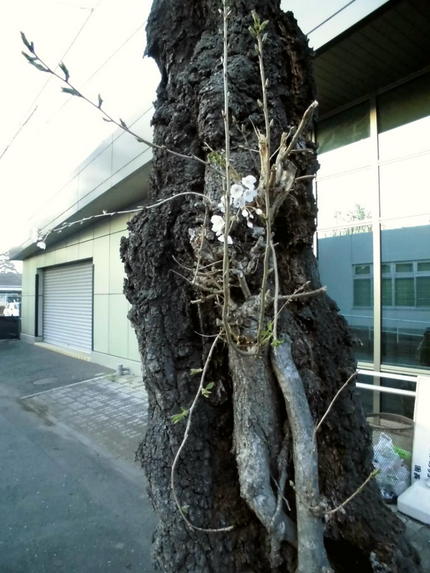 ミュータント桜？