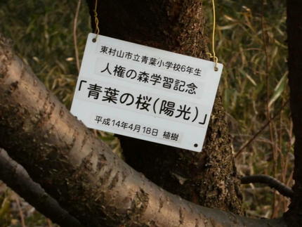濃い目のサクラ