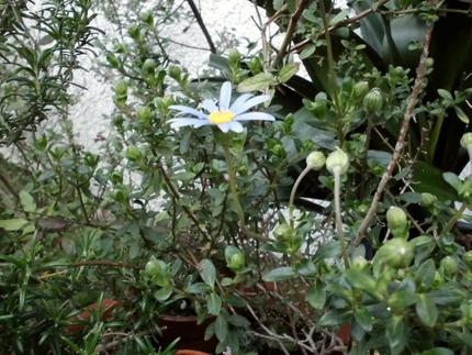 続庭の花