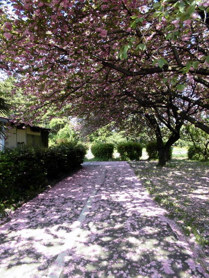全生園の花