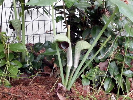 不明の草花③
