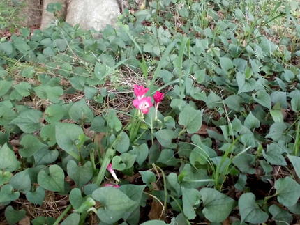 紅一点