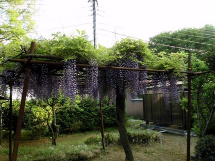 全生園の中のフジが咲き始めてい...