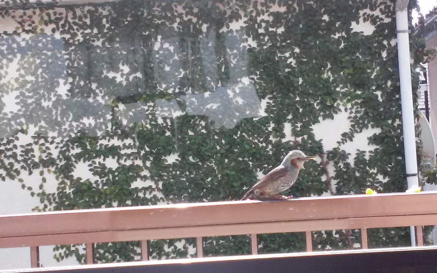 目覚まし鳥