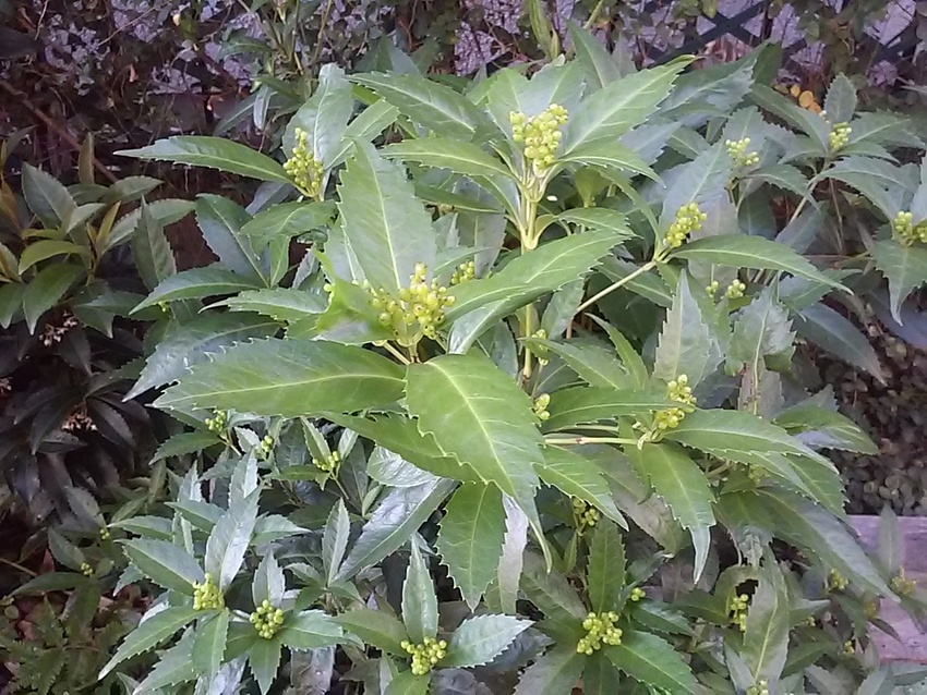 自給自足