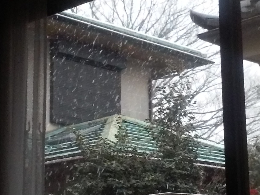 降り始めました❗