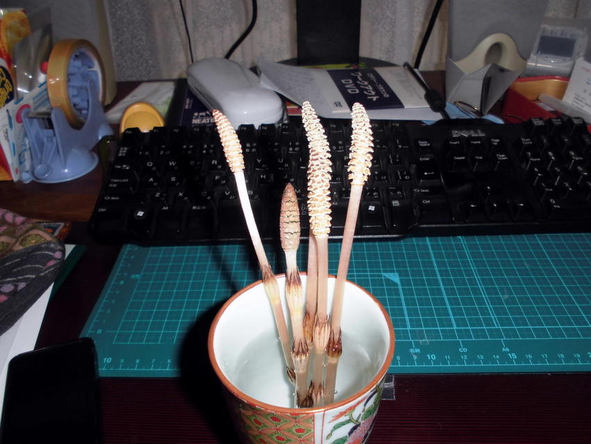 土筆