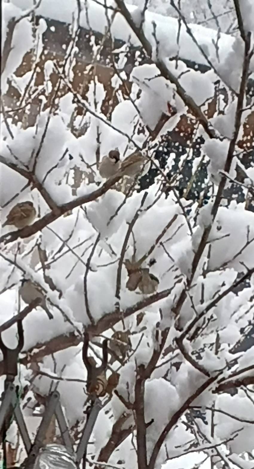 雪やどり