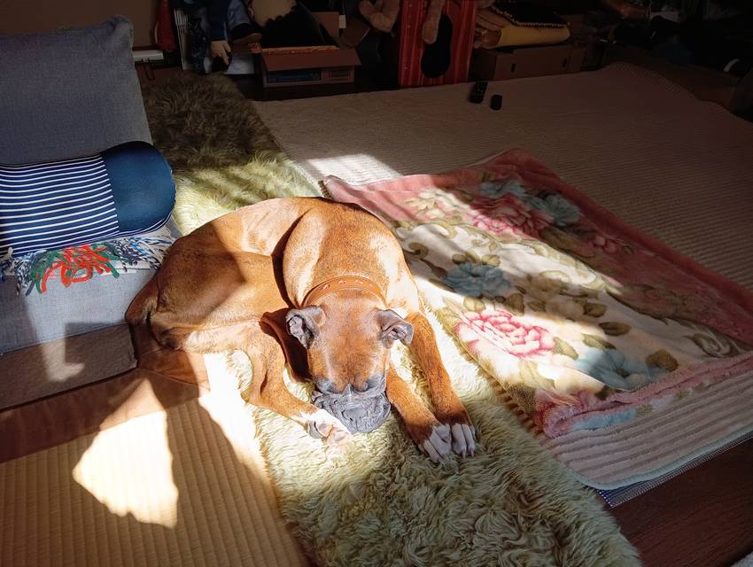 番犬の番人