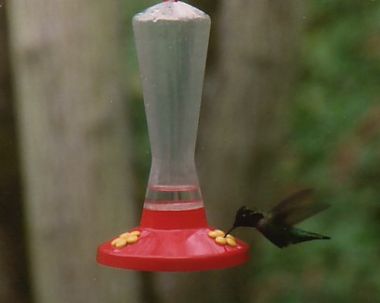 わが家を訪問する野生動物たちー...