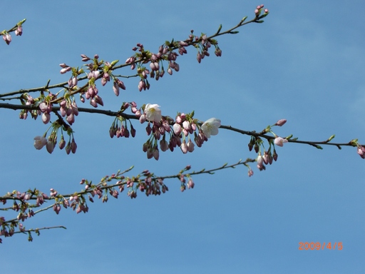 桜の開花宣言