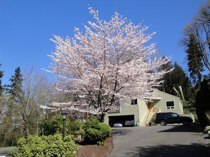満開のさくら