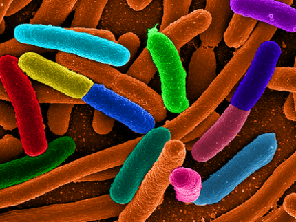 E. Coli Bacteri...