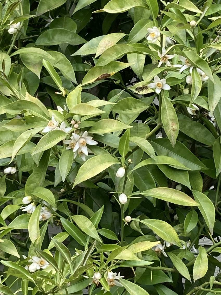 たくさんの花をつけた柚子。蜂が...