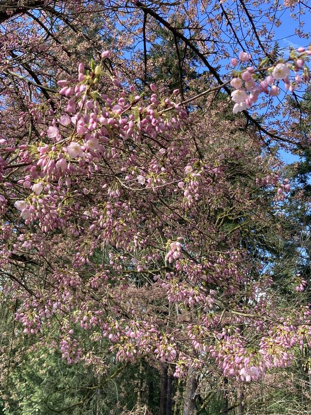 さくら開花