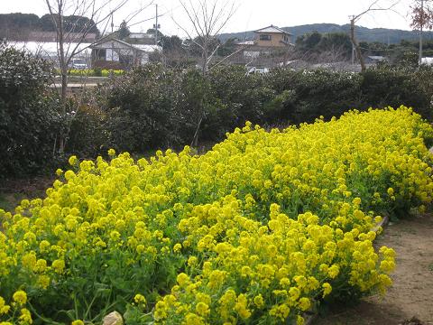 菜の花畑