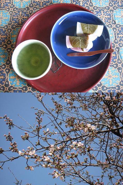 桜の節句？　と、開花宣言
