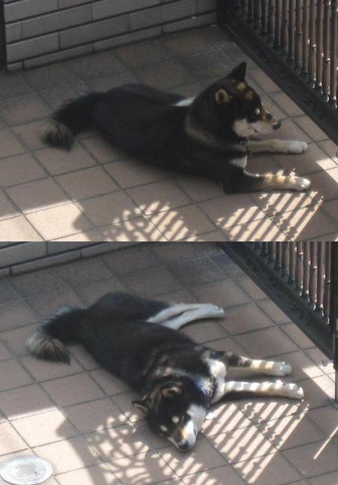 頼もしい番犬？