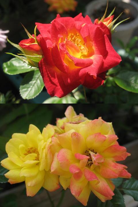 薔薇が咲いた