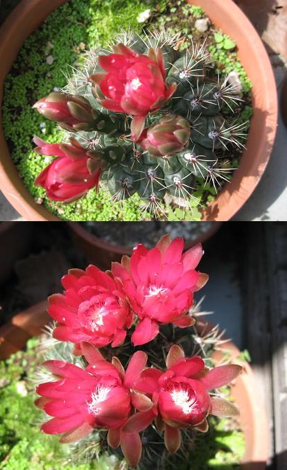サボテンの花