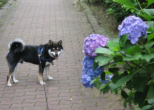 紫陽花とカイ　その２