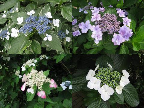 ガク紫陽花編