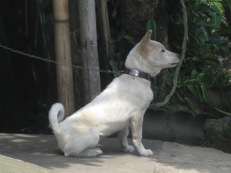 バリの犬（白その２）