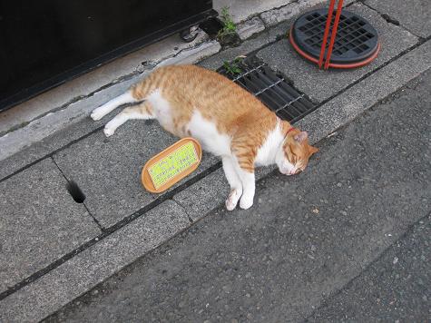 鎌倉の猫