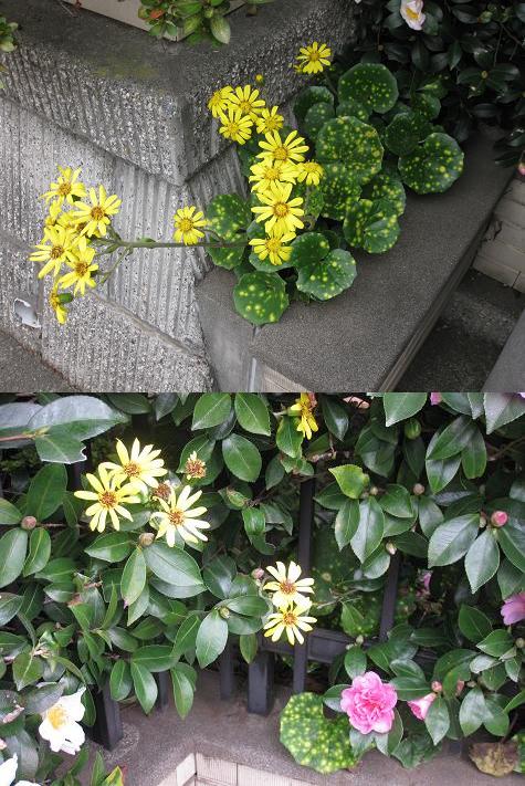 つわぶきの花 その２