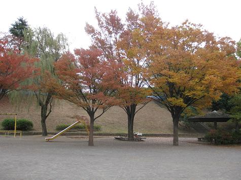 公園の紅葉
