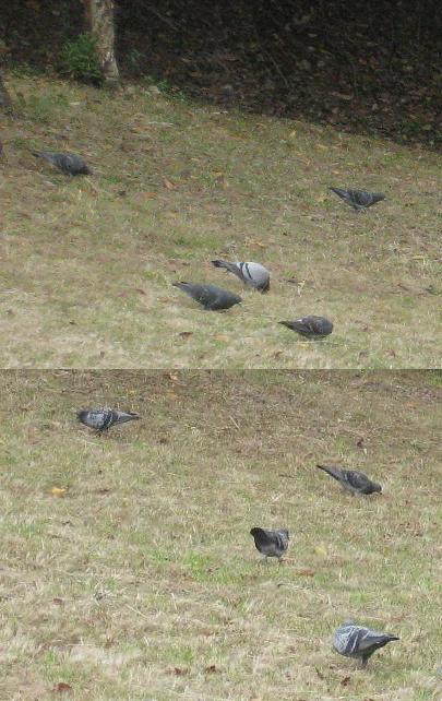 鳩ぽっぽ