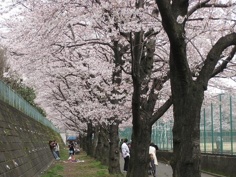 桜満開　その２