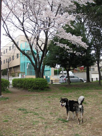 カイと桜　その２