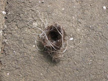 鳥の巣