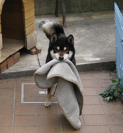 遊んでよ。