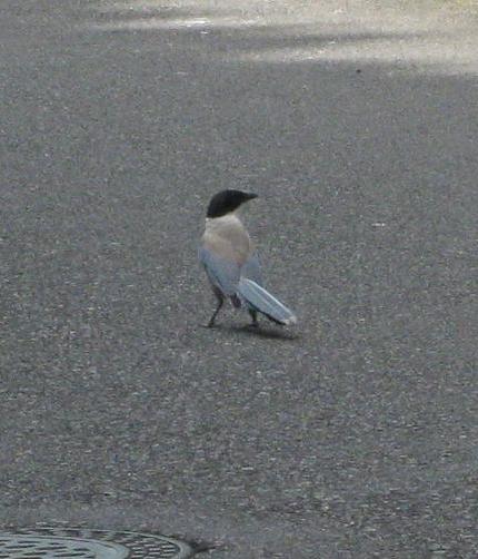 オナガと遭遇