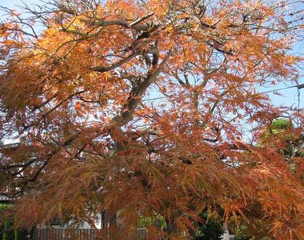 紅枝垂れの紅葉