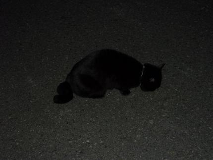 闇の中の黒猫