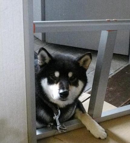 おとなしいカイ