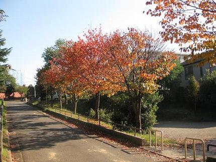 紅葉
