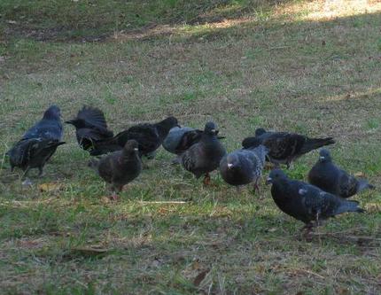 鳩の群れ
