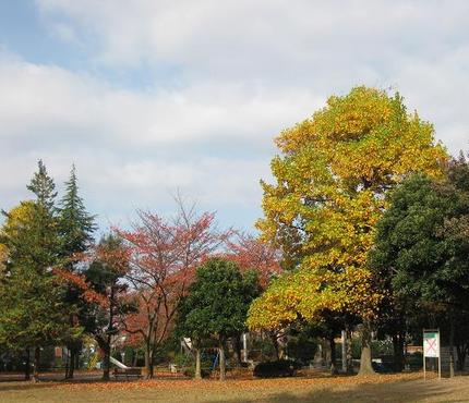 紅葉