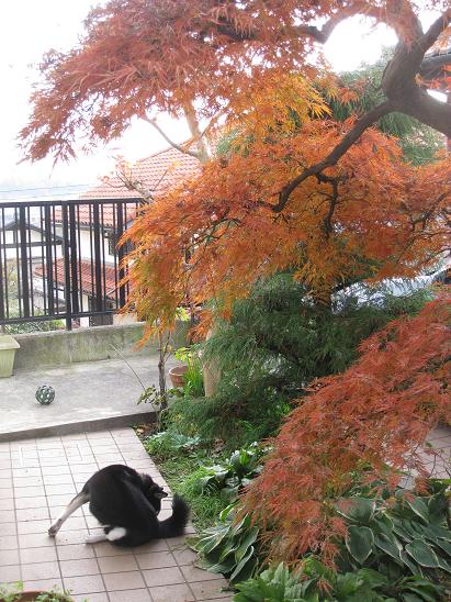 カイ、紅枝垂れ、そしてゴムボー...