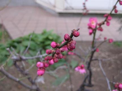 紅梅
