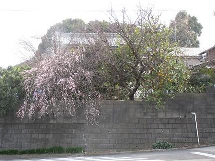 しだれ梅